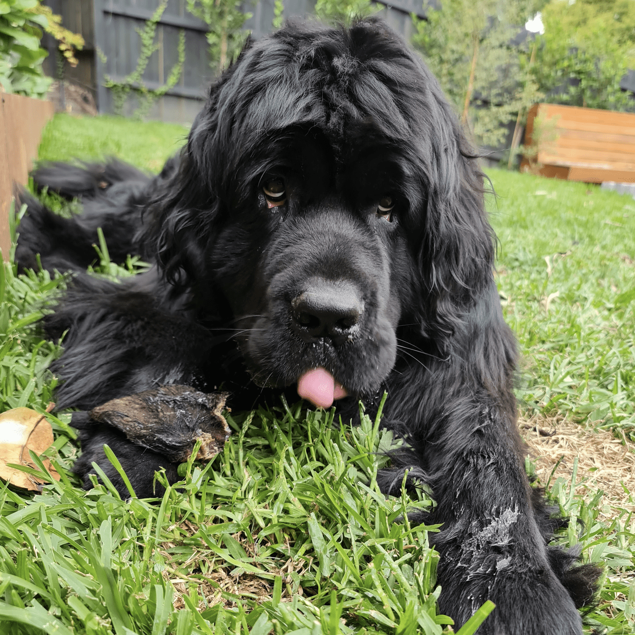 Don't Be Boaring - Boar Ears-Unclassified-Rover Pet Products