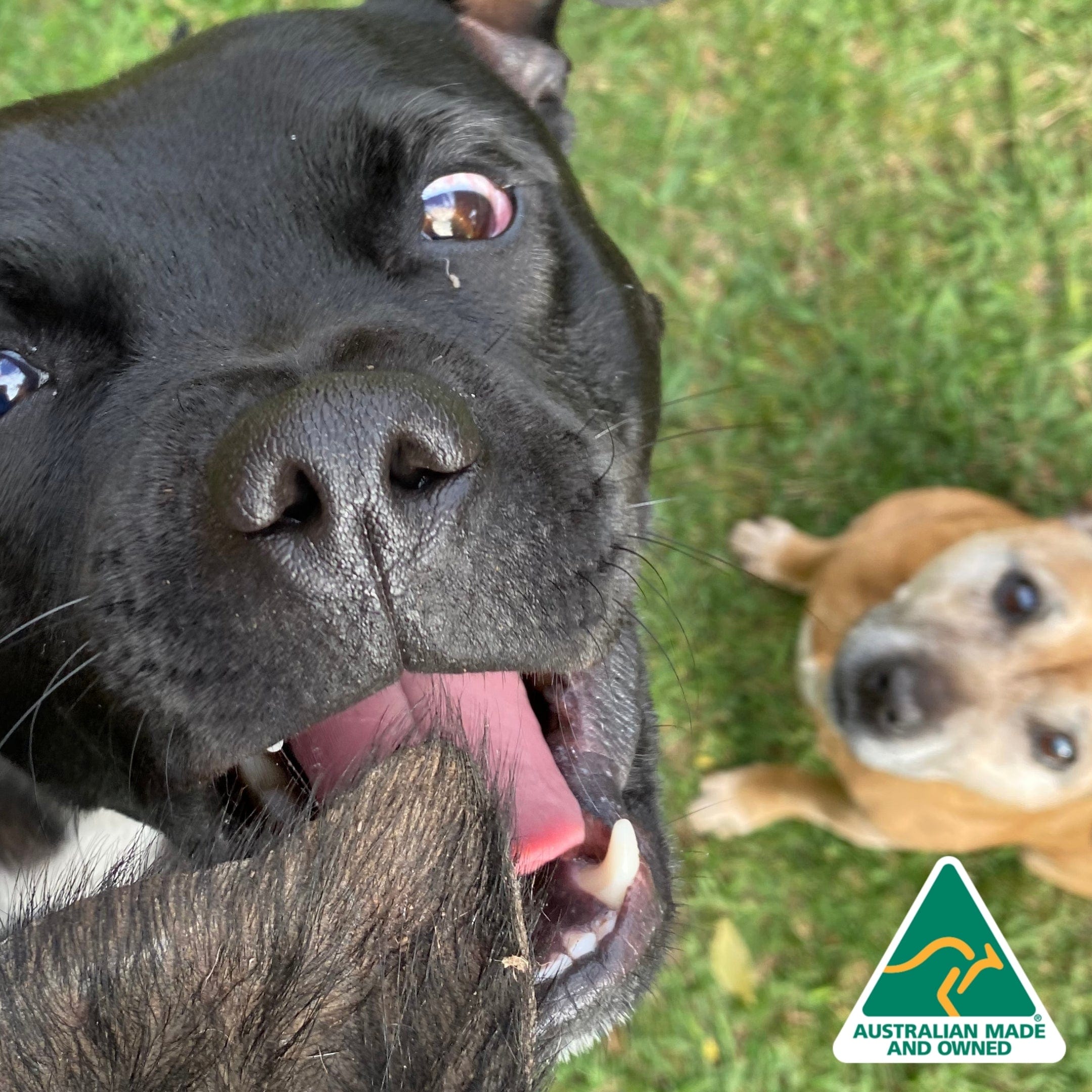 Don't Be Boaring - Boar Ears-Unclassified-Rover Pet Products