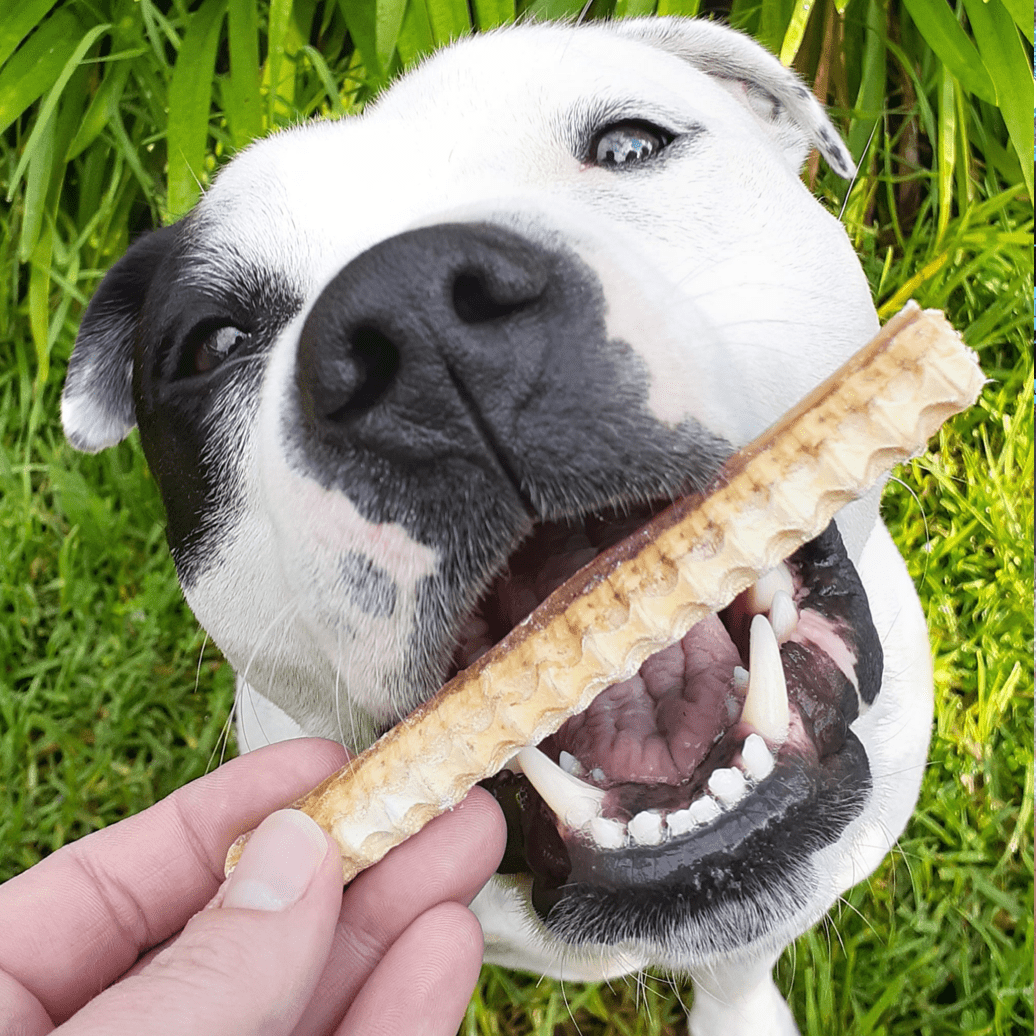 Don't Go Swimmin - Shark Cartilage-Dog Treat-Rover Pet Products