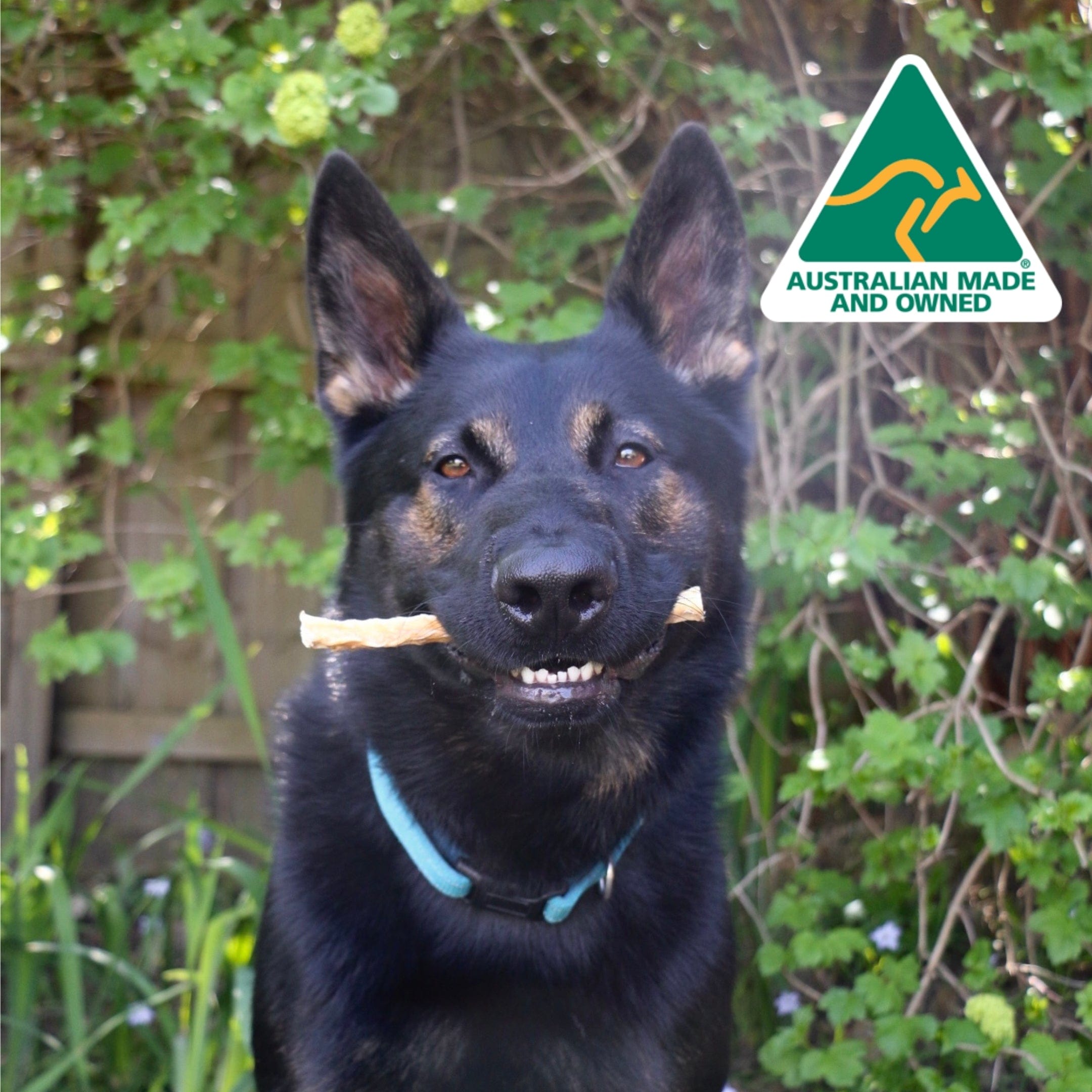 Don't Go Swimmin - Shark Cartilage-Dog Treat-Rover Pet Products