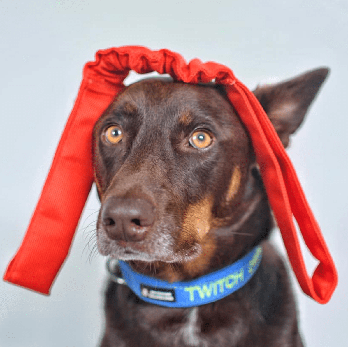 Double Bungee Tug-Rover Pet Products