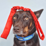 Double Bungee Tug-Rover Pet Products