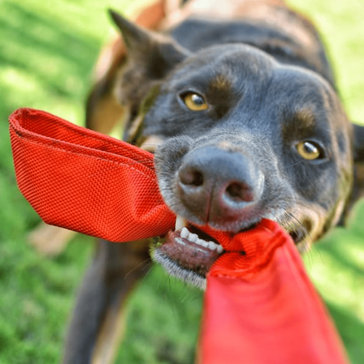 Double Bungee Tug-Rover Pet Products