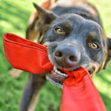 Double Bungee Tug-Rover Pet Products