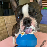 Double Trouble Chew Toy-Dog Toy-Rover Pet Products