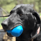 Double Trouble Chew Toy-Dog Toy-Rover Pet Products