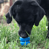 Double Trouble Chew Toy-Dog Toy-Rover Pet Products