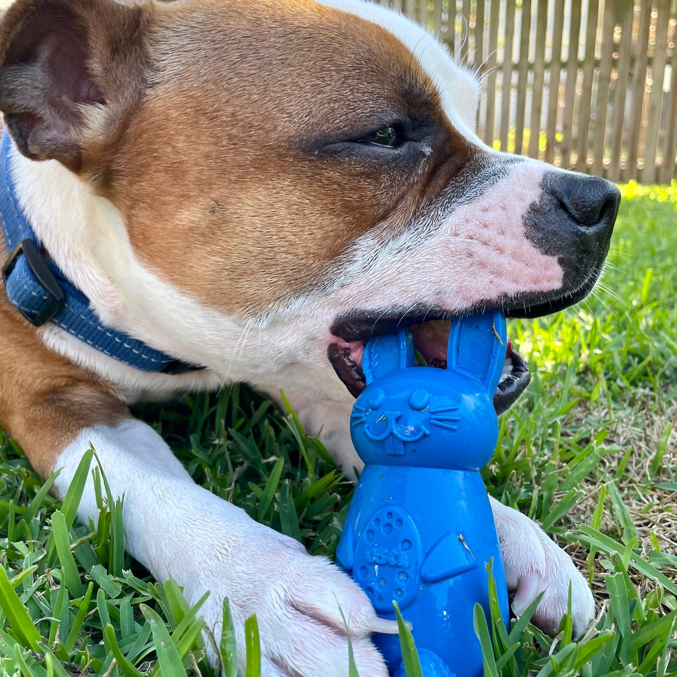 Easter Nylon Bunny-Dog Toy-Rover Pet Products