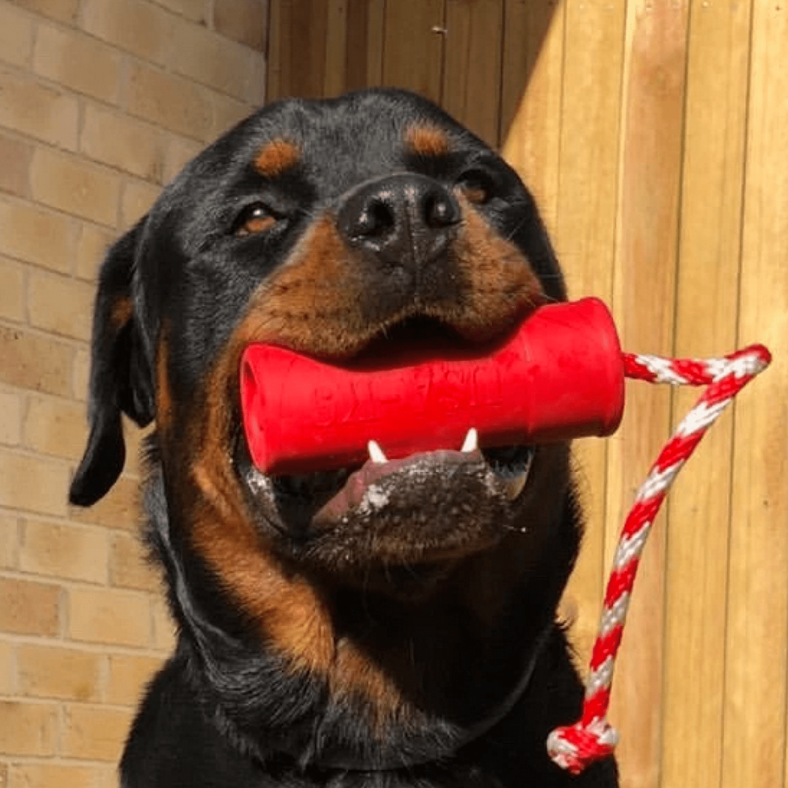 Firecracker Training Dummy-Dog Toy-Rover Pet Products