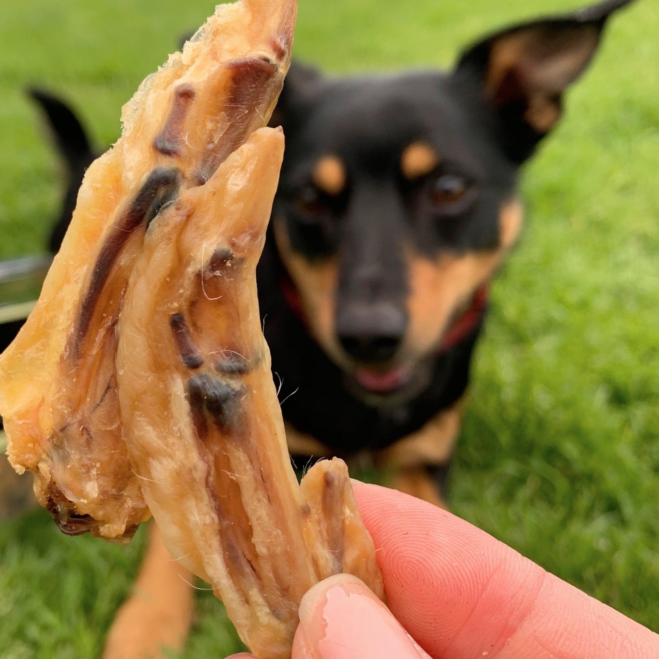 Flap Ya Wings - Chicken Wing Bites-Dog Treat-Rover Pet Products
