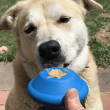 Flying Saucer-Dog Toy-Rover Pet Products