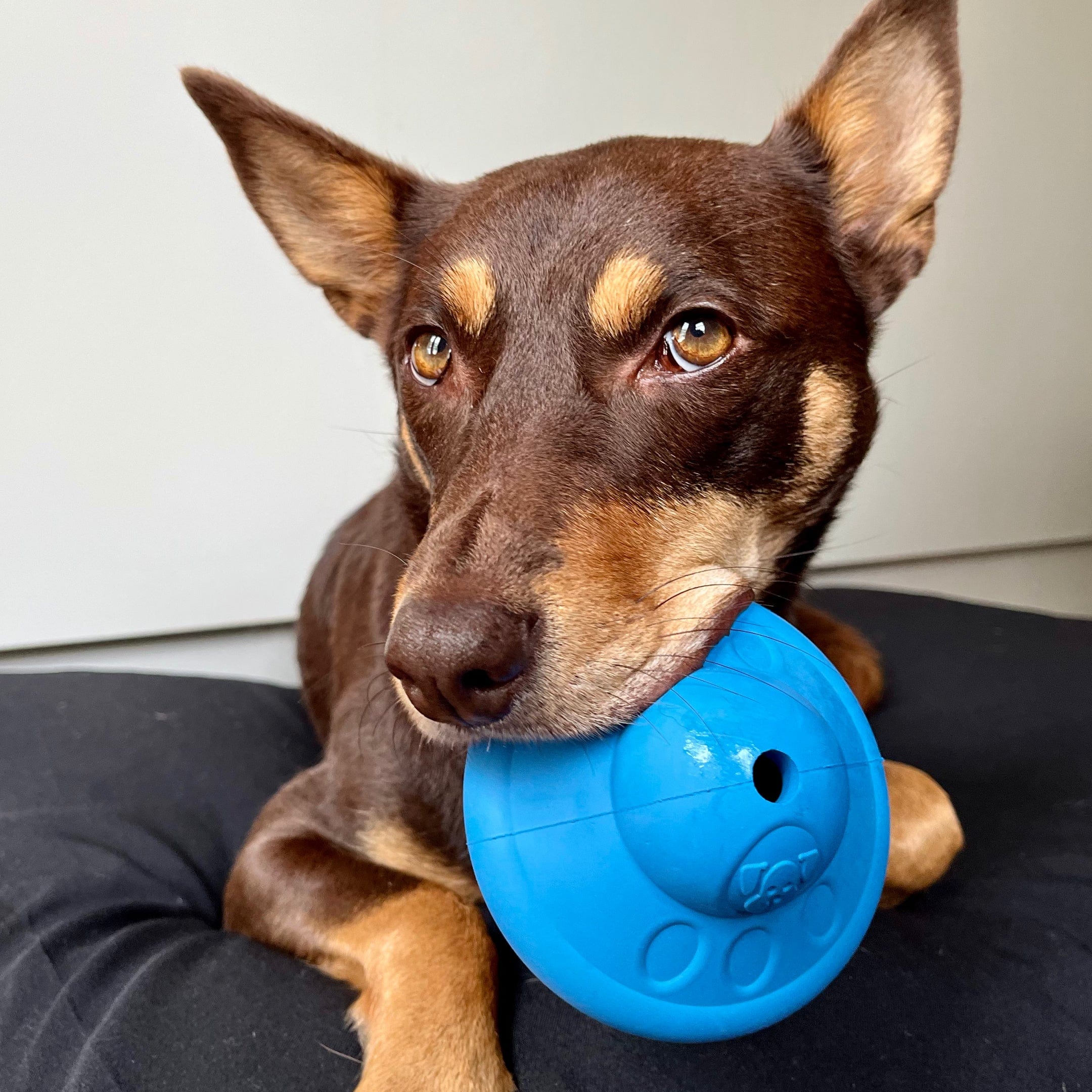 Flying Saucer-Dog Toy-Rover Pet Products