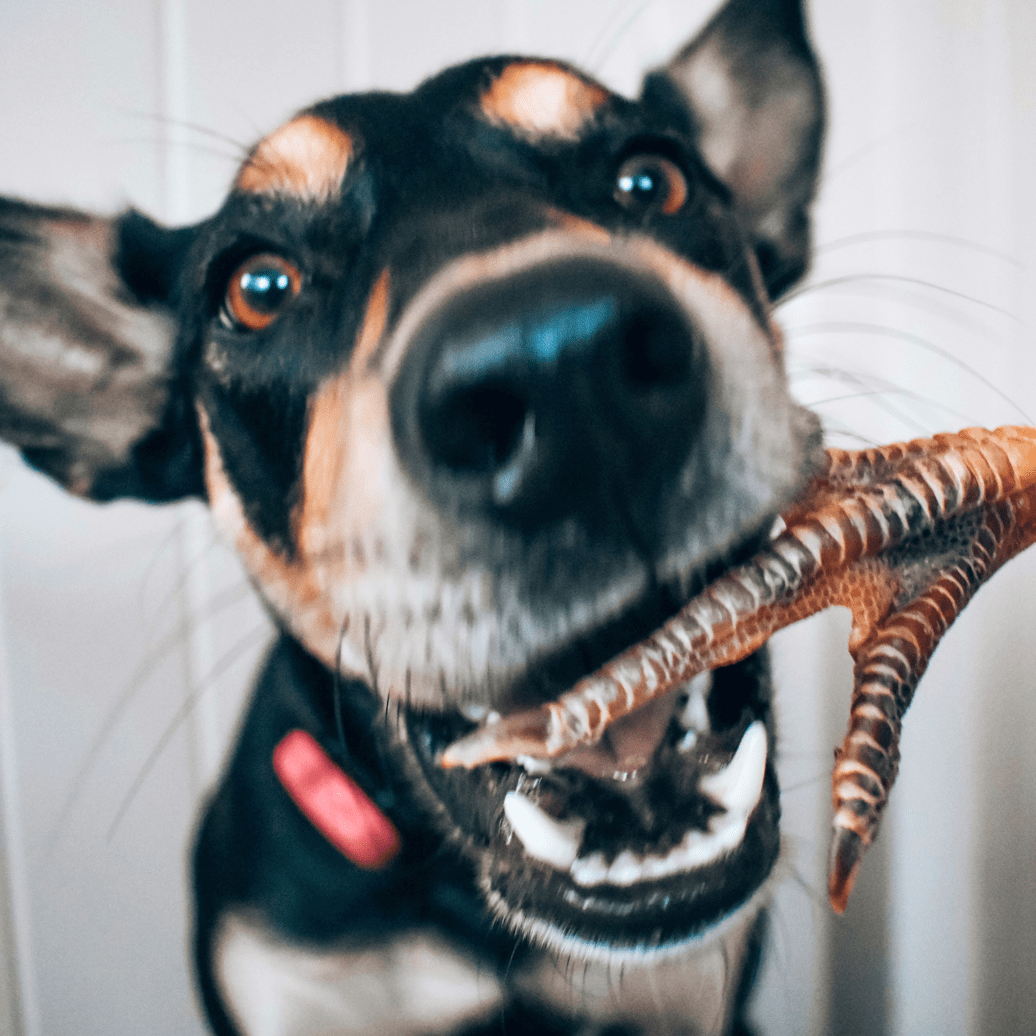 Foot LOOSE! - Chicken Feet-Dog Treat-Rover Pet Products