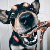 Foot LOOSE! - Chicken Feet-Dog Treat-Rover Pet Products