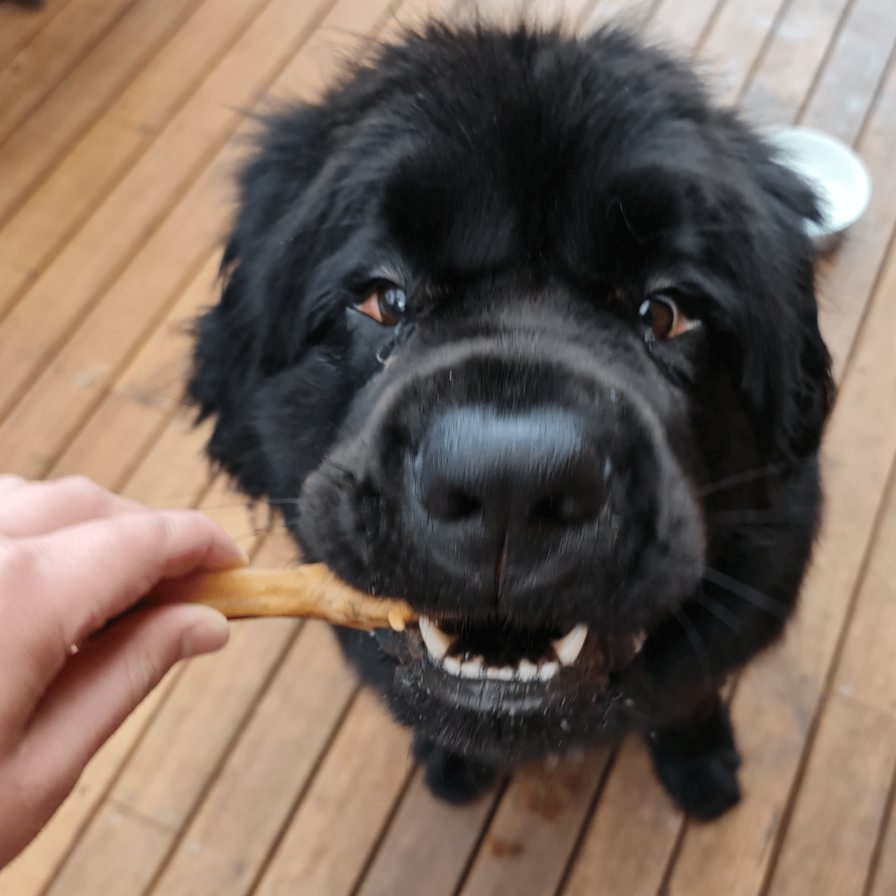 Foot LOOSE! - Chicken Feet-Dog Treat-Rover Pet Products