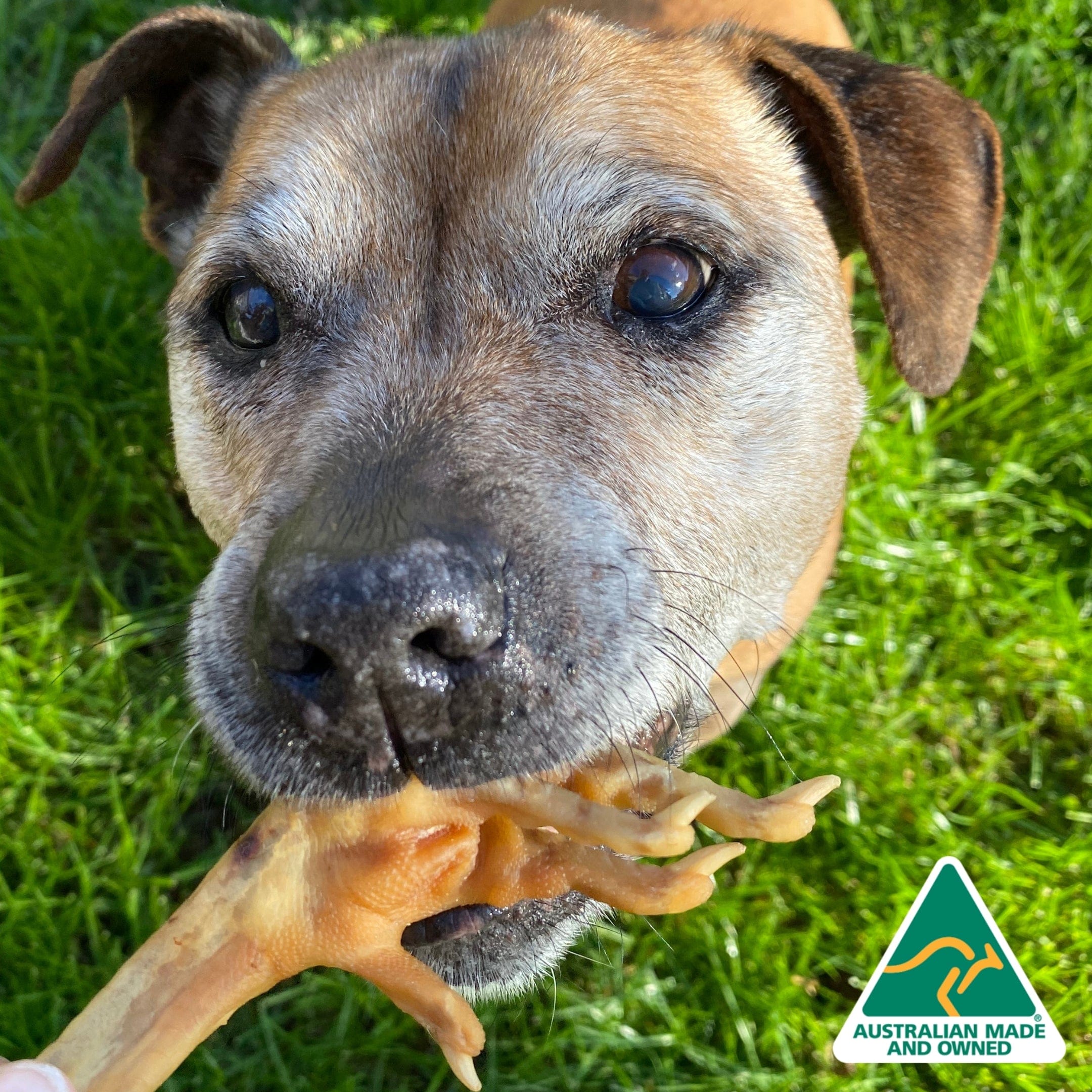 Foot LOOSE! - Chicken Feet-Dog Treat-Rover Pet Products