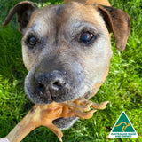 Foot LOOSE! - Chicken Feet-Dog Treat-Rover Pet Products