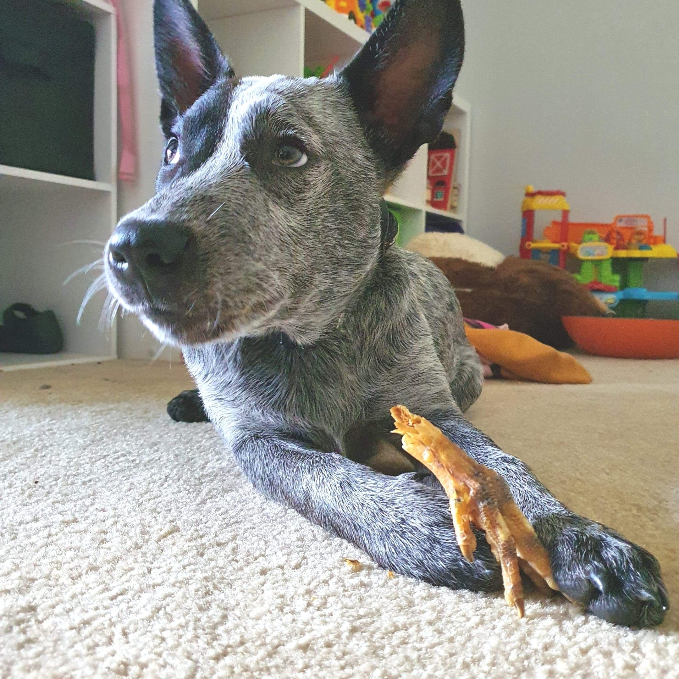 Foot LOOSE! - Chicken Feet-Dog Treat-Rover Pet Products