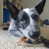 Foot LOOSE! - Chicken Feet-Dog Treat-Rover Pet Products
