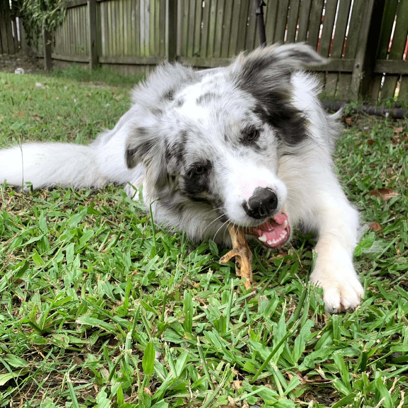 Foot LOOSE! - Chicken Feet-Dog Treat-Rover Pet Products