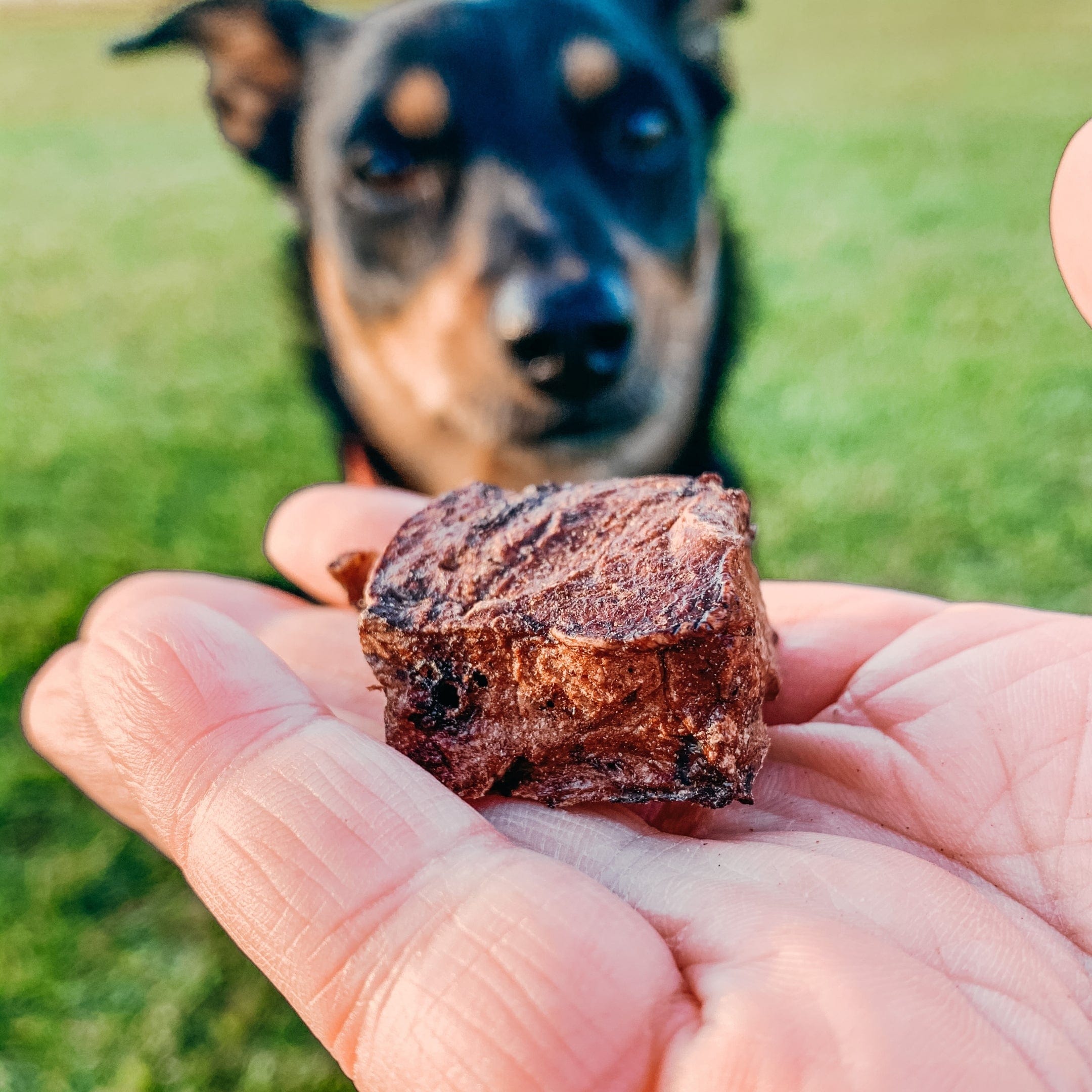 Fork The Pork - Pork Lung-Dog Treat-Rover Pet Products