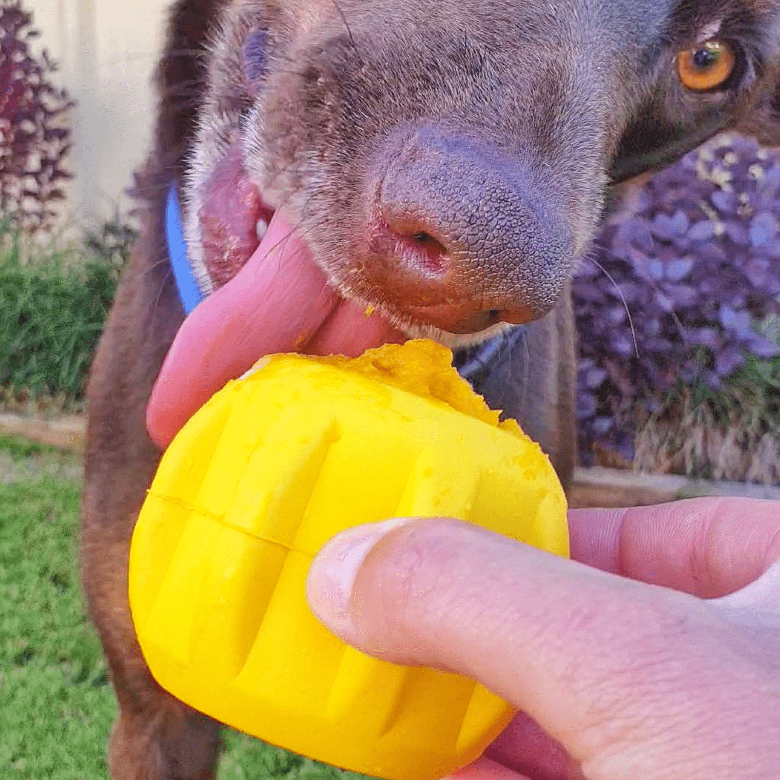 Gear-Dog Toy-Rover Pet Products