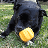 Gear-Dog Toy-Rover Pet Products