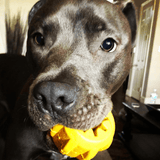 Gear-Dog Toy-Rover Pet Products