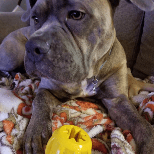 Gear-Dog Toy-Rover Pet Products