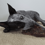 Get Off Ma' Tail - Kangaroo Tails-Dog Treat-Rover Pet Products