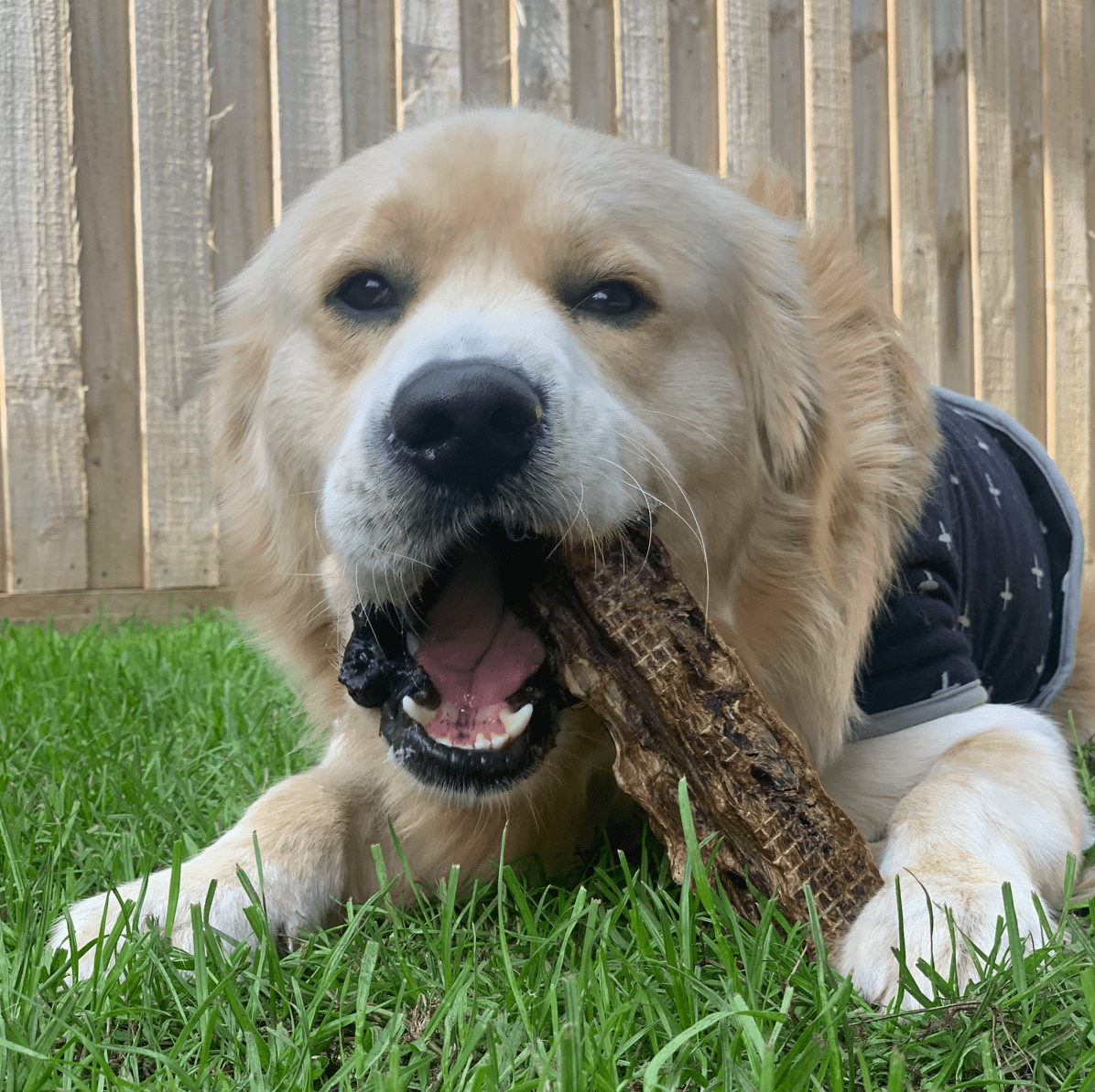 Get Off Ma' Tail - Kangaroo Tails-Dog Treat-Rover Pet Products