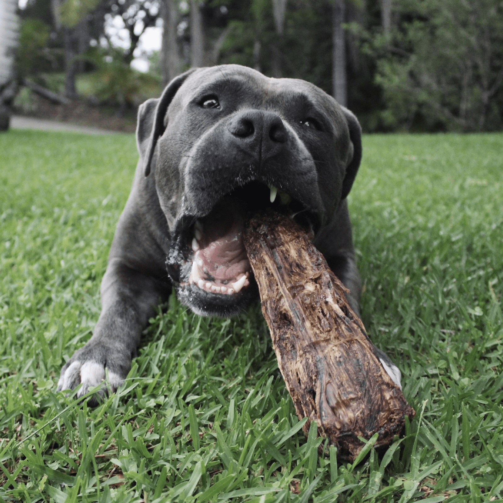 Get Off Ma' Tail - Kangaroo Tails-Dog Treat-Rover Pet Products