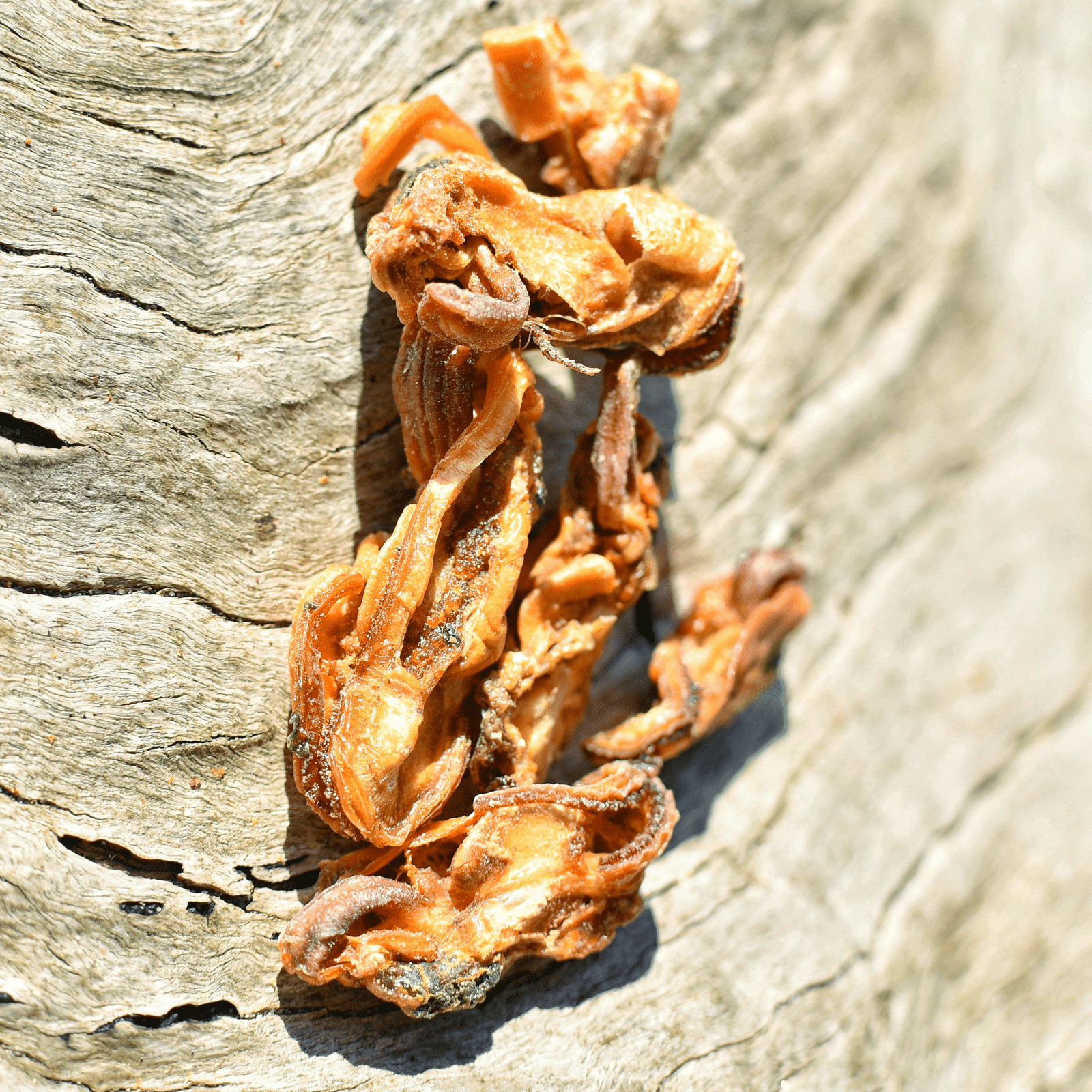 Gettn' Lippy Wit It - Green Lipped Mussels-Dog Treat-Rover Pet Products