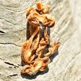 Gettn' Lippy Wit It - Green Lipped Mussels-Dog Treat-Rover Pet Products