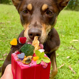 Gift Box-Dog Toy-Rover Pet Products