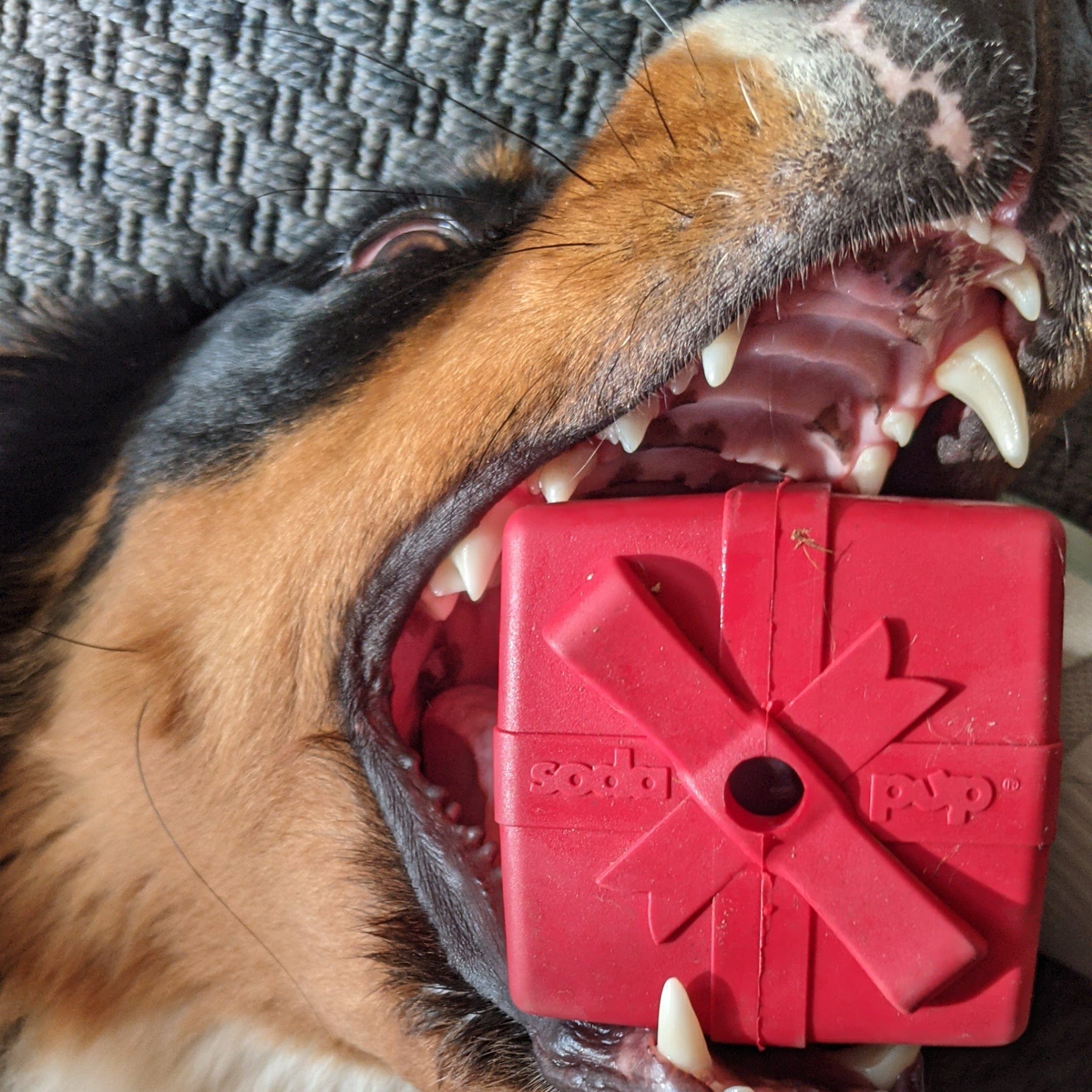 Gift Box-Dog Toy-Rover Pet Products