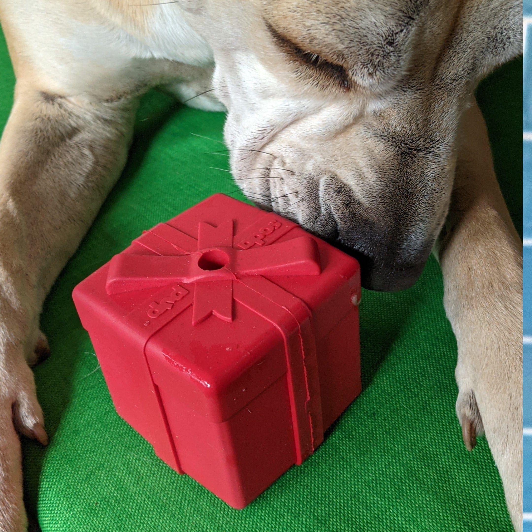 Gift Box-Dog Toy-Rover Pet Products