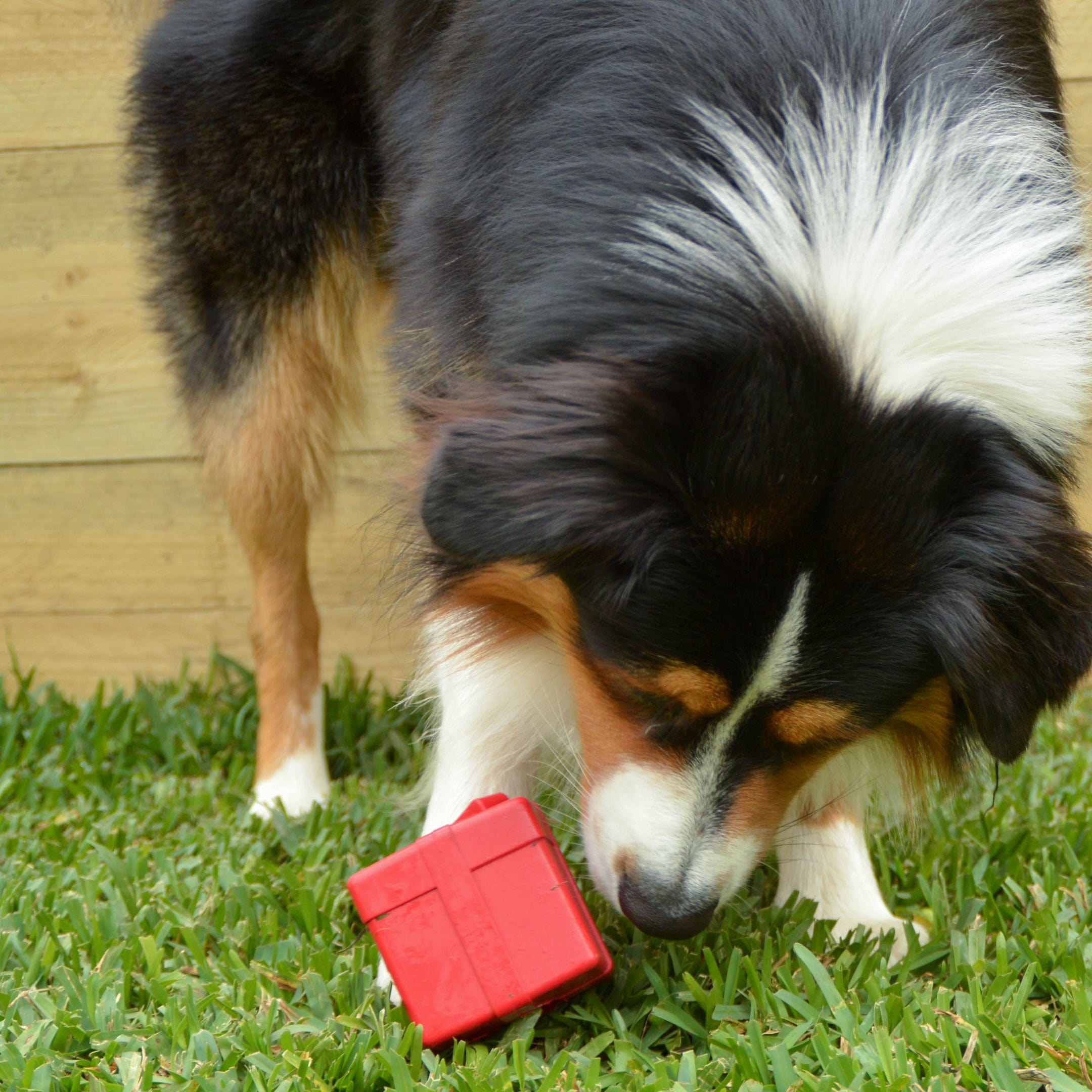 Gift Box-Dog Toy-Rover Pet Products