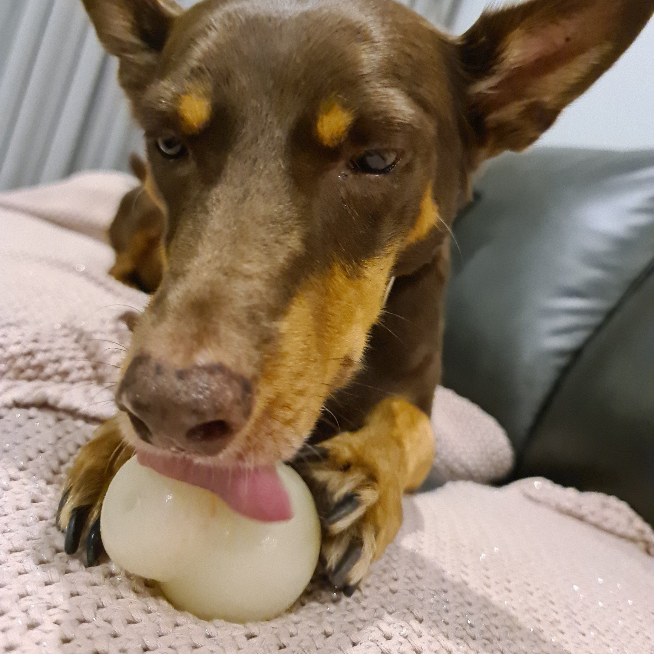 Glow In The Dark Skull (Medium)-Dog Toy-Rover Pet Products