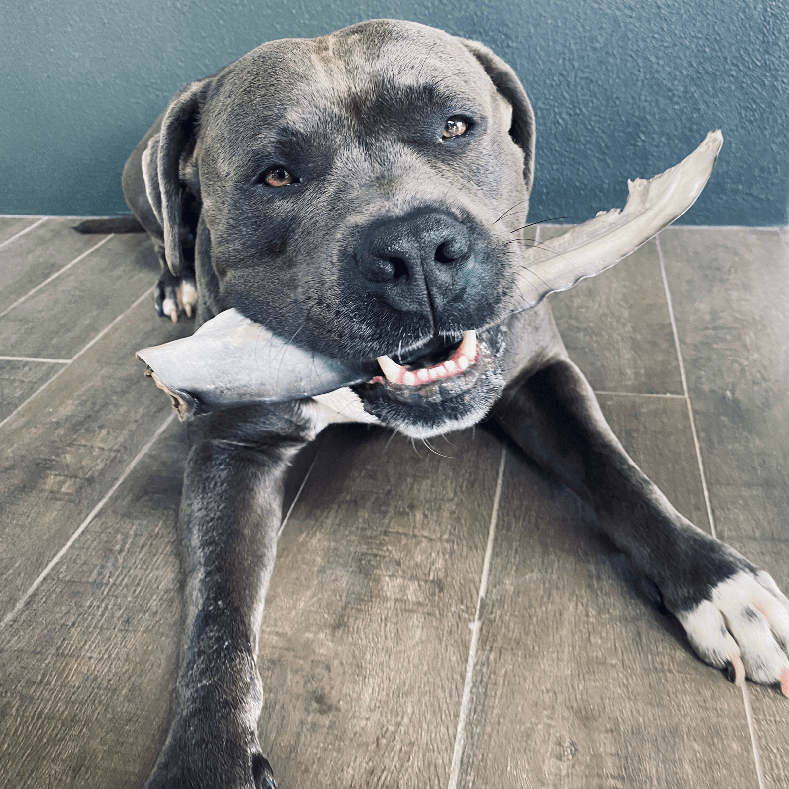 Gone Fishn' - Shark Tails-Dog Treat-Rover Pet Products