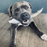 Gone Fishn' - Shark Tails-Dog Treat-Rover Pet Products