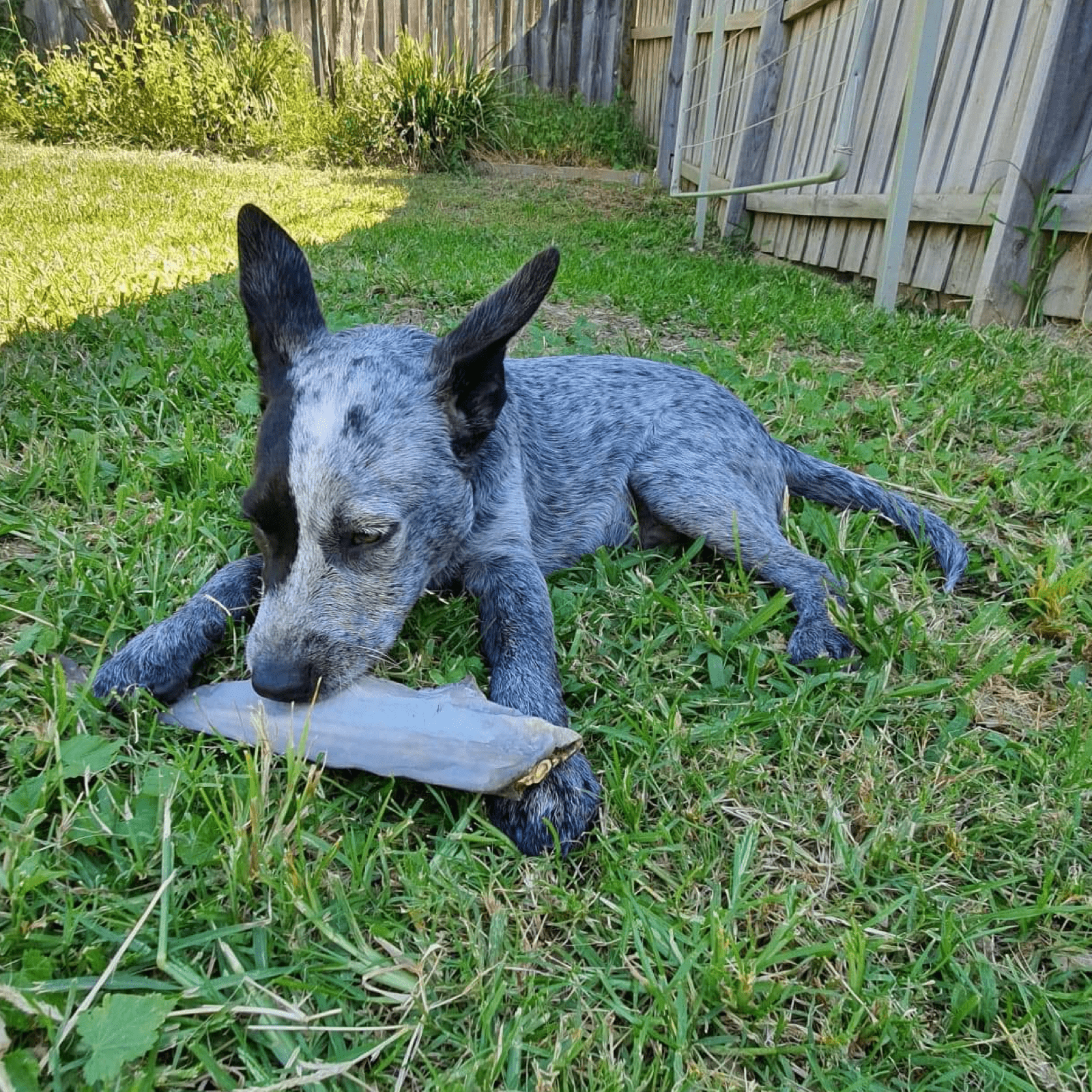 Gone Fishn' - Shark Tails-Dog Treat-Rover Pet Products