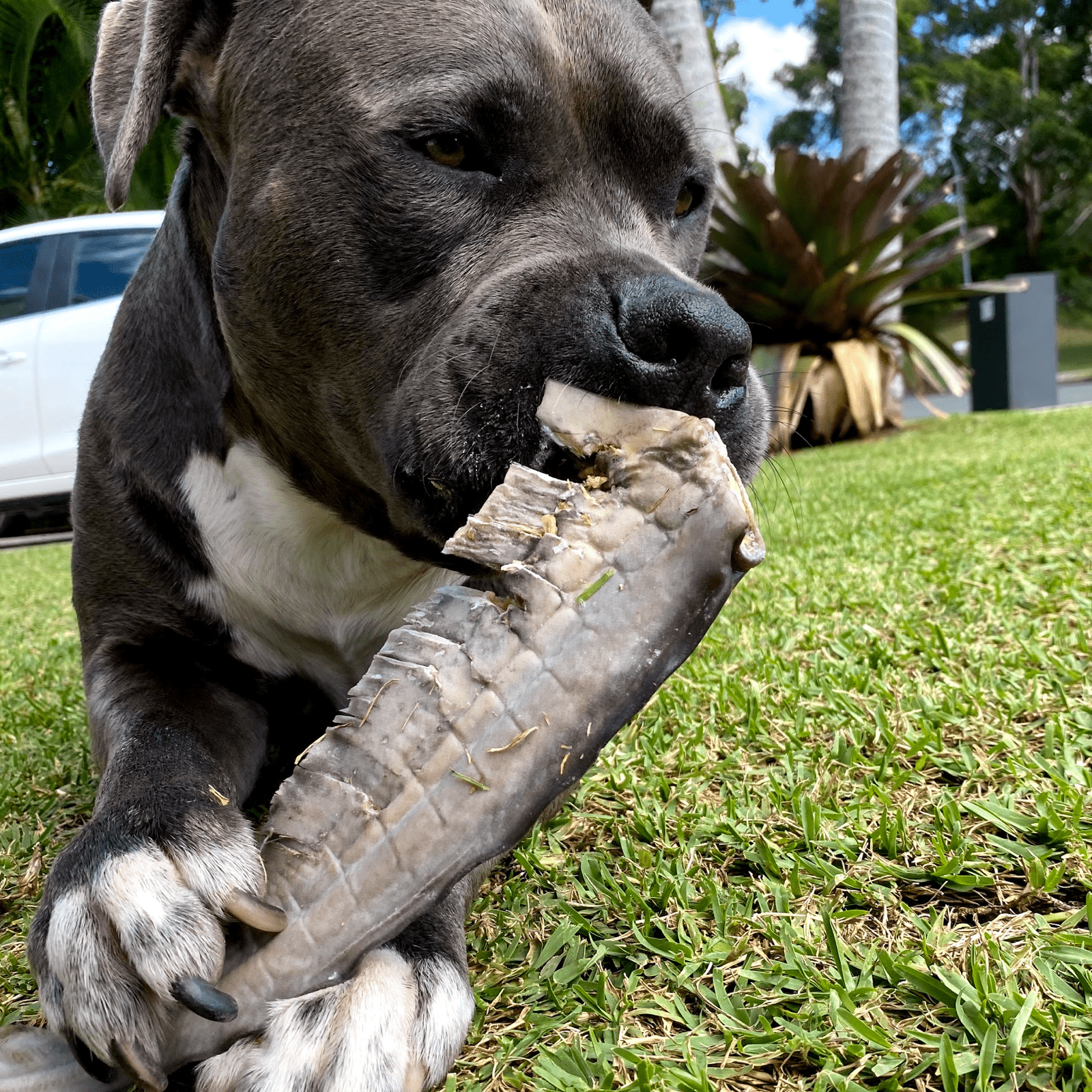 Gone Fishn' - Shark Tails-Dog Treat-Rover Pet Products