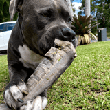 Gone Fishn' - Shark Tails-Dog Treat-Rover Pet Products