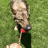 Grenade Reward Toy (with rope)-Dog Toy-Rover Pet Products