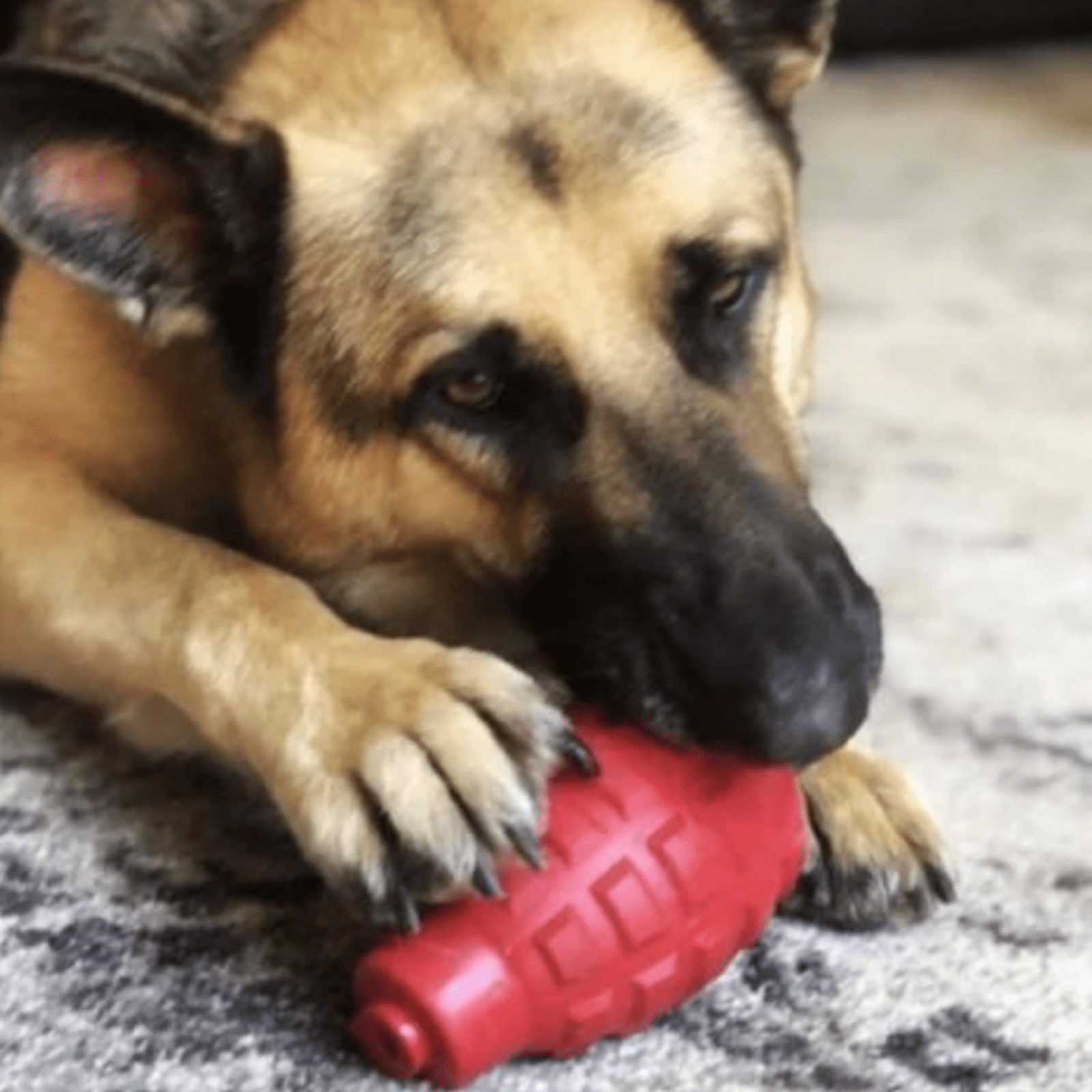 Grenade-Dog Toy-Rover Pet Products