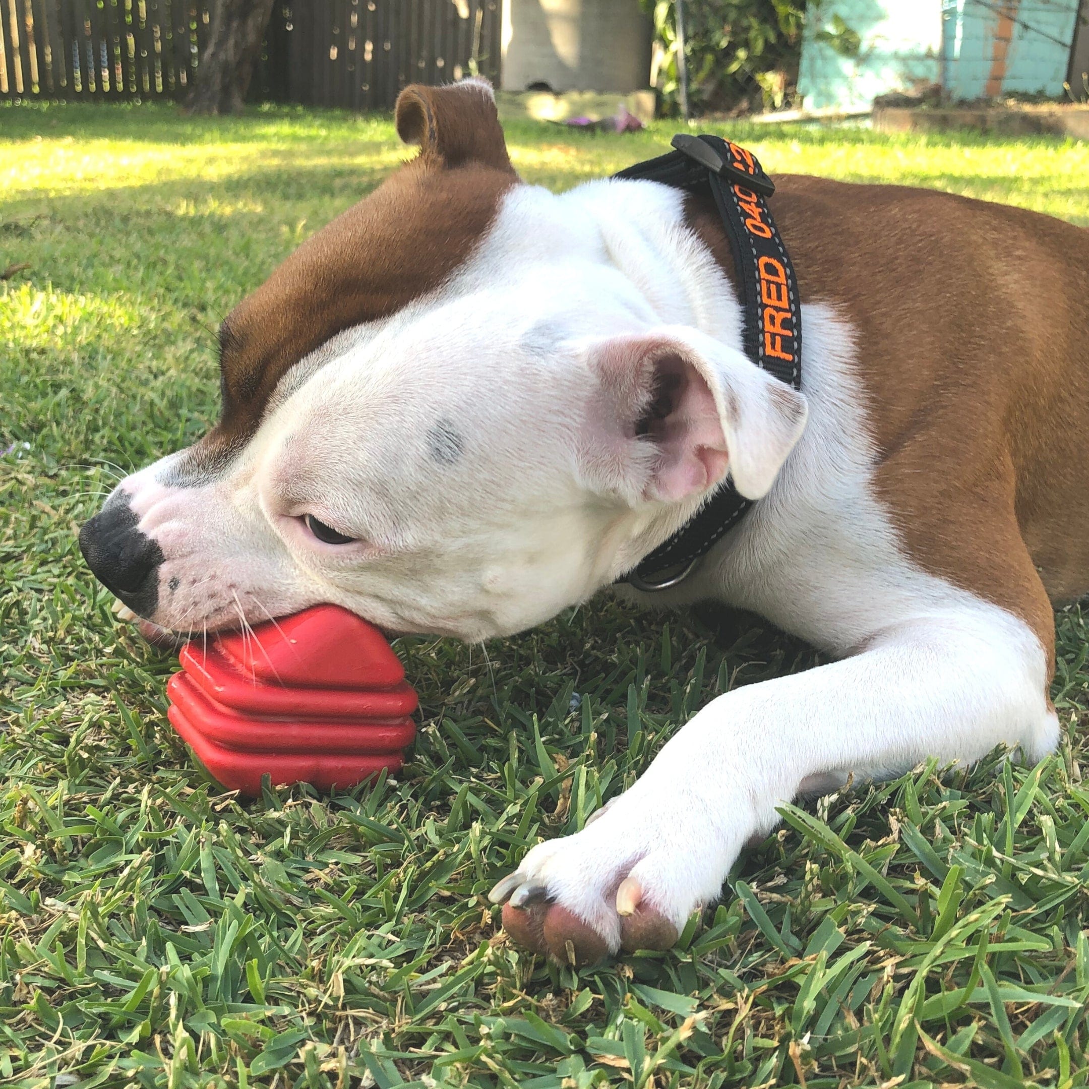 Heart On A String-Dog Toy-Rover Pet Products