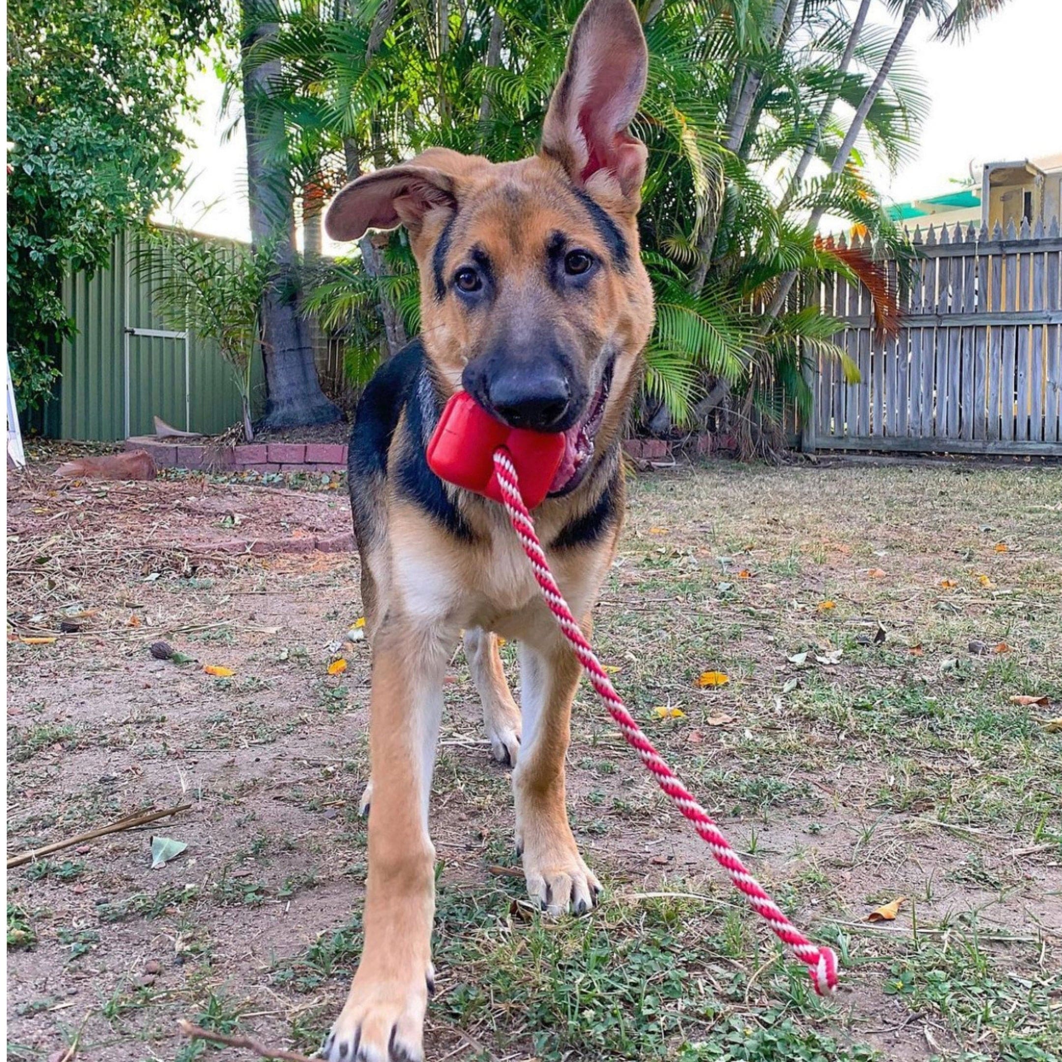 Heart On A String-Dog Toy-Rover Pet Products