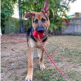 Heart On A String-Dog Toy-Rover Pet Products