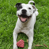 Heart On A String-Dog Toy-Rover Pet Products